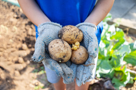 Close up hands of farmer wearing gloves holds a handful of freshly dug potatoes, illustrating the rewarding outcome of hard work in the garden and the joy of sustainable agricultureの写真素材