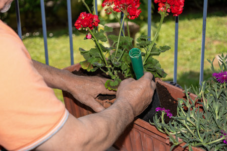 Close up hands of gardener planting red geranium flowers in a pot, using a small trowel on a sunny balconyの写真素材