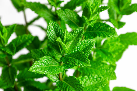 Close up green mint leaves thrive, showcasing their refreshing essence and intricate textures against a clean white backdrop, offering a burst of natural color and aromatic potentialの写真素材