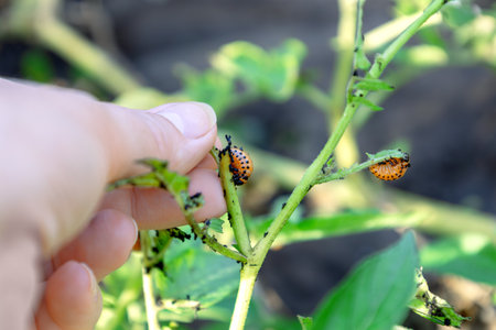 Gardener inspecting a potato plant infested with colorado potato beetle larvae, highlighting the pests destructive impact on crops and the need for pest controlの写真素材