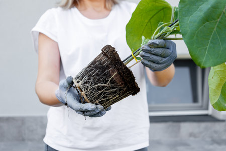 Close up hands gardener wearing gloves holds eggplant seedling revealing overgrown root system in need of repotting into a larger container, emphasizing the importance of proper plant care and growthの写真素材
