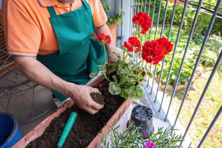 Close up hand of gardener wearing a green apron adding fresh soil to a pot while repotting vibrant geranium flowers on a sunny balcony during a beautiful spring dayの写真素材