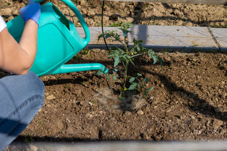 Farmer wearing gloves carefully watering a young tomato plant in a greenhouse garden, promoting healthy growth and ensuring proper hydration for thriving vegetablesの写真素材