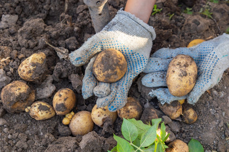 Farmer wearing gloves carefully examining freshly harvested potatoes, highlighting the rewarding outcome of dedicated efforts in cultivating a thriving gardenの写真素材