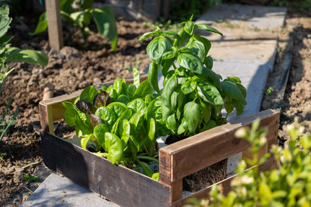 Seedlings of basil and lettuce thriving in a wooden crate, highlighting urban farming and sustainable living practices in a vibrant garden setting.の写真素材