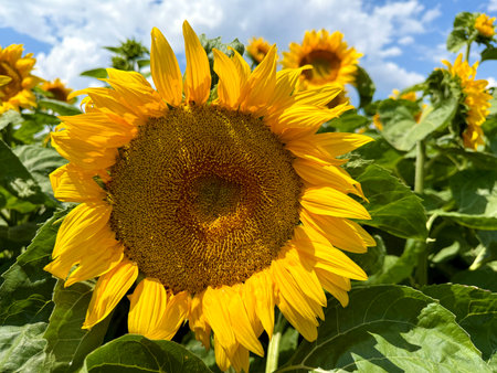 Large sunflower head blooming vibrantly in a field of sunflowers, basking under a bright blue summer sky, creating an uplifting and colorful agricultural landscapeの写真素材