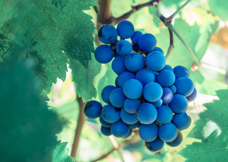 Blue grapes clustered on a sunlit vine in a summer vineyard, ripe for harvest and winemaking, showcasing vibrant leaves, stems and the natural beauty of viticultureの写真素材