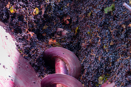 Red grapes are flowing into a processing machine where a large screw mechanism is preparing them for...
