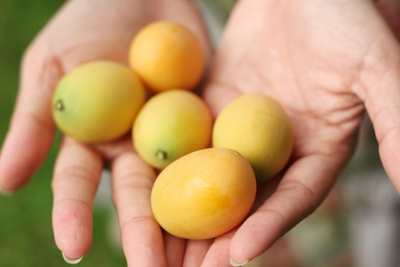 Marian plum in hand