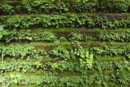 Green plant wallの写真素材