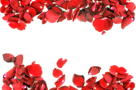 Rose petals isolated on white backgroundの写真素材