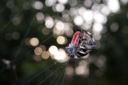 Spider wrapping its prey