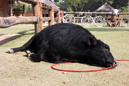 Black Galloway cattle sleep in farmの写真素材