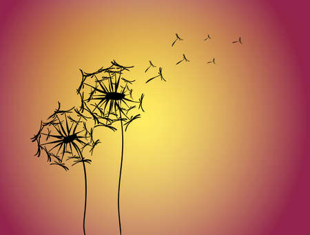 Illustration of two dandelions - black on coloured backgroundのイラスト素材