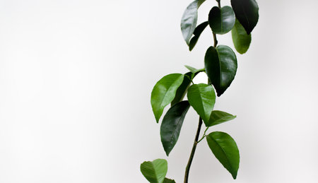 Mandarin branch with green leaves on a white background. Place for text.の写真素材