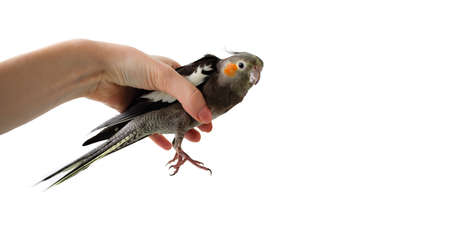 Female hand holds a gray parrot cockatiel on a white isolated background. Parrot in hand. Hand holds...