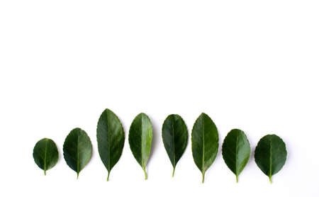 Beautiful fresh green leaves in a row isolated on white background.の写真素材