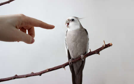 close up white parrot cockatiel open beak biting mans finger. bird open beak on white background.Soft focusの写真素材
