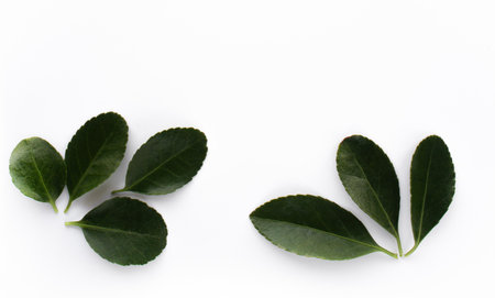 Green fresh leaves isolated on white background.の写真素材