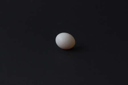 Small cockatiel parrot egg on black background
