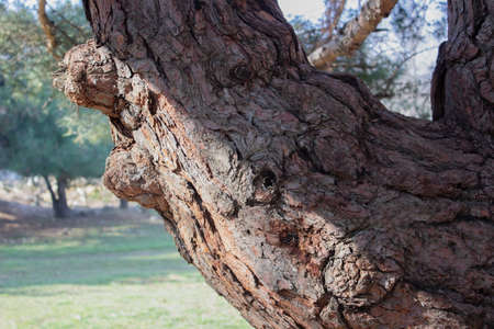 Closeup of texture background of an old tree bark.