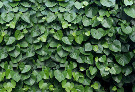 Background of green leaves in the shape of a heart.Green leaf background