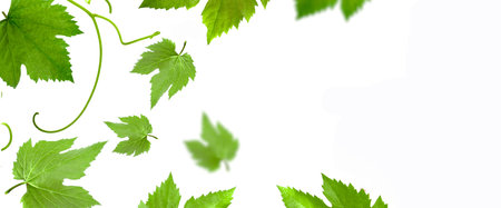 Grape leaves on a white background. Grape leaf pattern.space for text.の写真素材