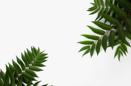 green living plant branch on white background
