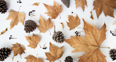 Autumn composition. Pattern made of spruce cones, dried leaves on white background. Flat lay, top viewの写真素材