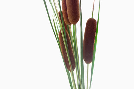Cattail branch isolated on white background, top view, place for textの写真素材