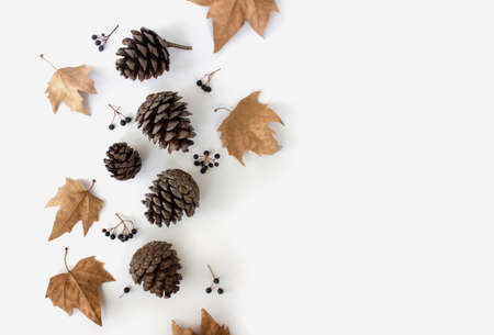 Flat lay composition with autumn leaves and space for text on white background.Autumn composition.の写真素材