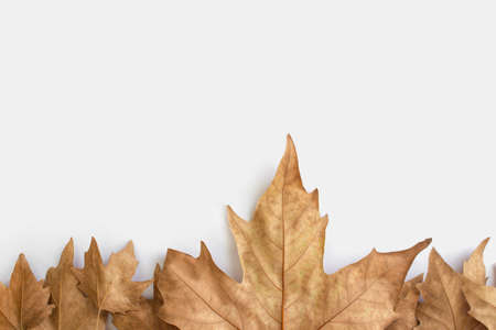 Flat lay composition with autumn leaves and space for text on white background.Autumn composition.の写真素材