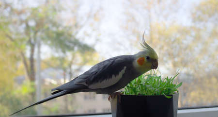 cute parrot cockatiel eating fresh wheat germ