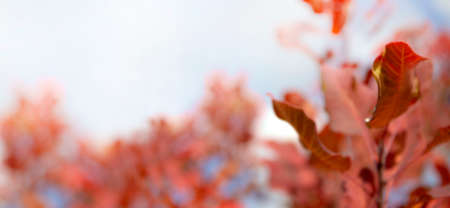 Banner of autumn leaves on a background of the sky. Selective blurred focus. Place for your text.の写真素材