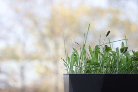 Fresh green sprouted grass in a pot on a blurred background. Space for text.の写真素材