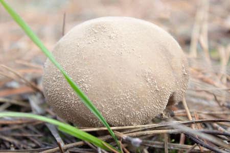 Poisonous beige mushroom in the forest. inedible mushroom with a large cap