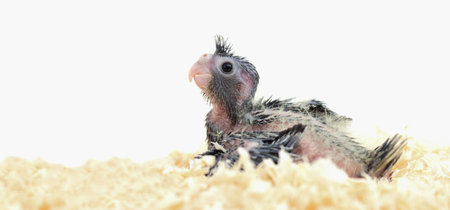 gray cockatiel parrot chick in sawdust on a white backgroundの写真素材
