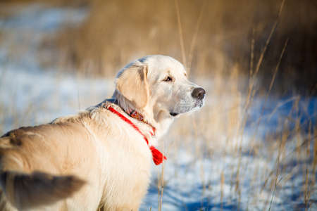 golden retriever puppyの写真素材