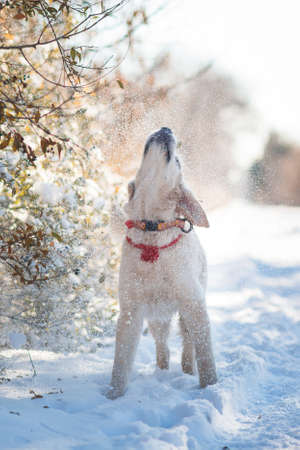 golden retriever puppyの写真素材