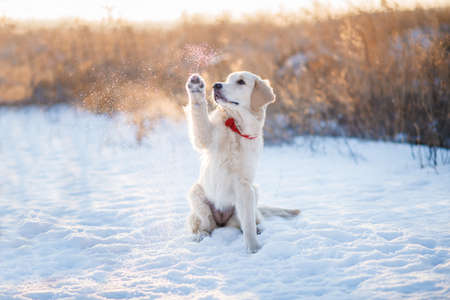 golden retriever puppy