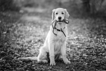 golden retriever puppy