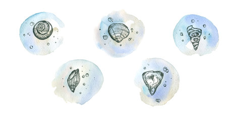 A set of seashells on a watercolor background, icons. isolate on a white background.の写真素材