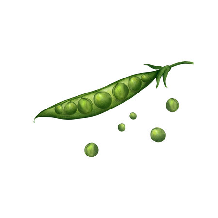 Watercolor green pod of green peas with peas inside and isolated separately. Illustration. Suitable for store decoration and cookbook, postcards, accessories, textiles, menus, tableware, printingの写真素材