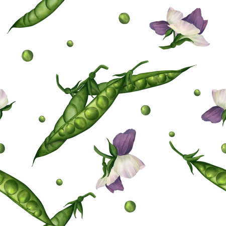 Seamless pattern with green pea pods, peas and purple flowers hand-painted in watercolor on a white background. Illustration. Template for printing wallpaper, textiles, packaging, cooking, tablewareの写真素材