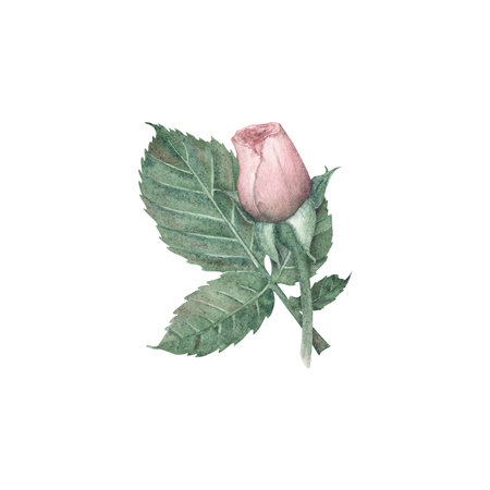 Mini compositions of pink rose bud and green leaves in vintage style, highlighted on a white background. Leaves, bud, flower. Watercolor illustration. Template for the design of postcardsの写真素材