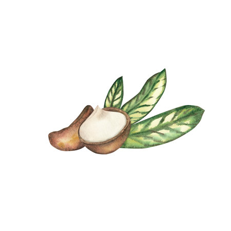 Watercolor macadamia nuts in a shell and a white core, green leaves highlighted on a white background. Illustration. cosmetics, food, care products. Template for packaging design, textiles, printsの写真素材