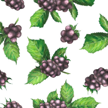 Seamless pattern with blackberries, painted in watercolor. Summer berries in close-up. The illustration is highlighted on a white background. Food, drinks, fruits. Template for the design of packagingの写真素材