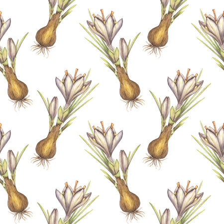 Seamless pattern with onion and purple saffron flowers on a white background. Watercolor illustration of spring crocus flowers. Food, spices, groceries, fragrances, perfumes, cosmetology, spa, oilsの写真素材