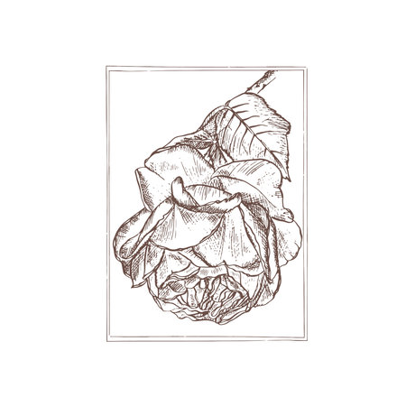 An elegant floral illustration depicting a rose, made in a stylish monochrome brown artistic style. Hand-drawn calligraphy isolated on a white background. Template for postcards, postage stampsの写真素材
