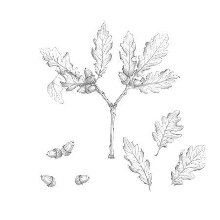 An oak twig with oak leaves and acorns, isolated on a white background. Hand-drawn pencil drawing, pencil sketch, botanical illustration. Nature, family, genus, historyの写真素材